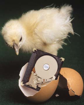 chick.jpg (16669 bytes)