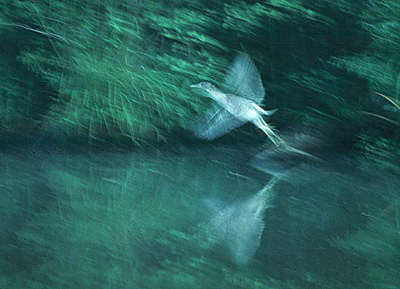 heron_in_flight.jpg (101092 bytes)
