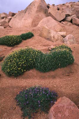 pikes peak.jpg (30294 bytes)