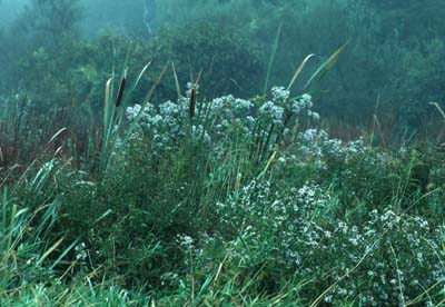 steer swamp.jpg (32719 bytes)