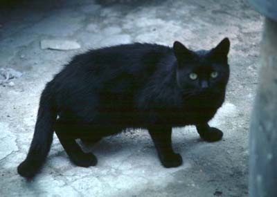 black_cat.jpg (18177 bytes)