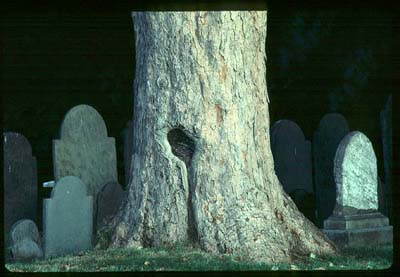 burial_hill_tree.jpg (26073 bytes)